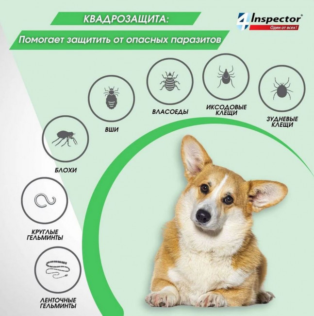 Inspector Quadro капли на холку для собак 4-10кг,от блох, клещей, гельминтов 1 пипетка