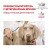Royal Canin сухой корм  диетический для собак Hepatic 1,5кг